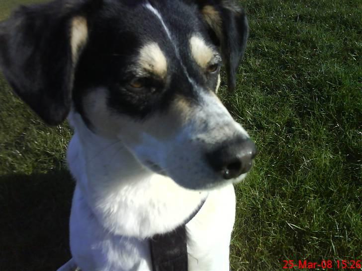 Blanding af racer Bounty billede 11