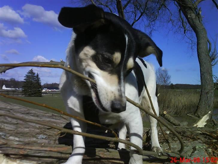 Blanding af racer Bounty billede 12