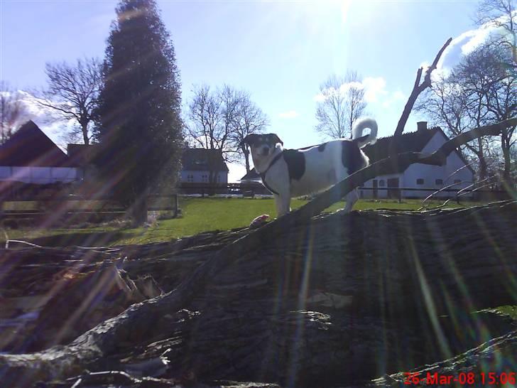 Blanding af racer Bounty billede 13