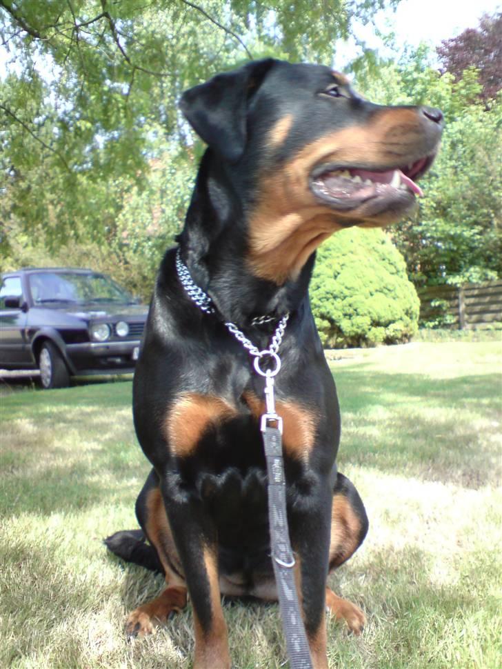 Blanding af racer Kira billede 16