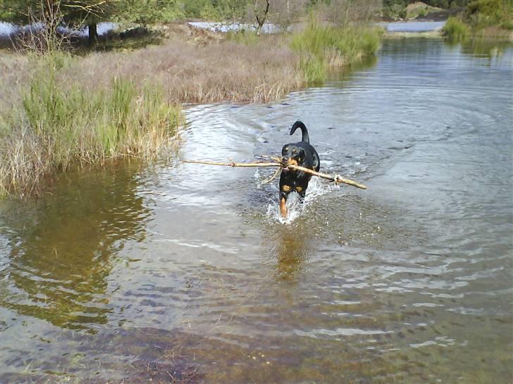 Blanding af racer Kira billede 17