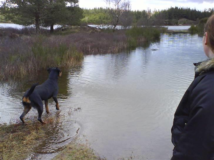 Blanding af racer Kira billede 18