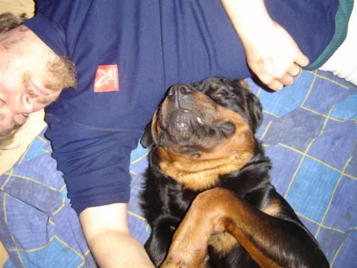 Rottweiler Otto - 30.3.08 .. Putter med far ..  billede 11