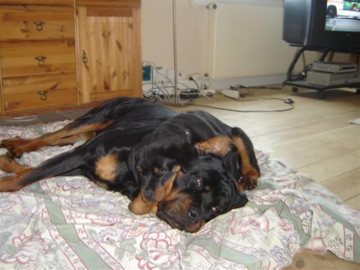Rottweiler Otto - 5.4.08 ... Overfaldet af Loke .. Han er godt strid ..  billede 12