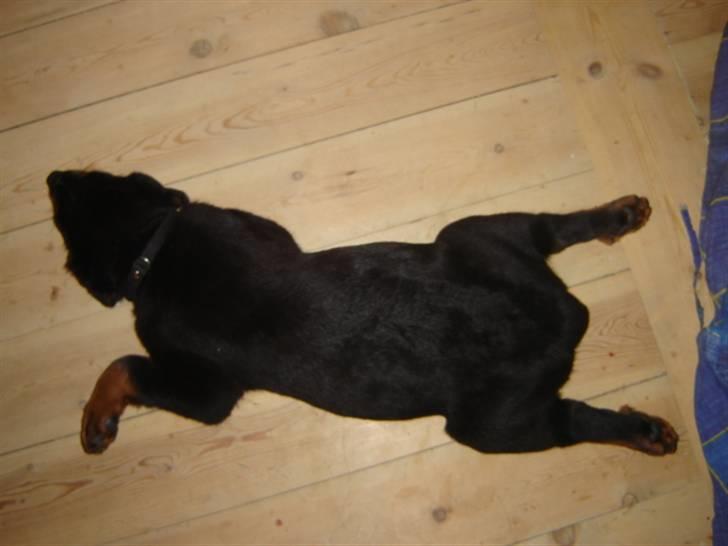 Rottweiler Loke  - .4.4.08 .. De kalder mig Frøen .. billede 6