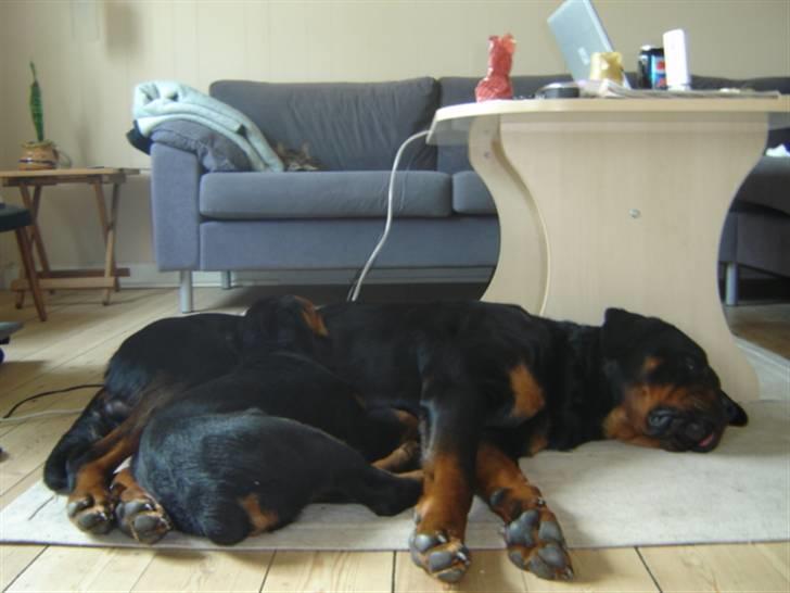 Rottweiler Loke  - 10.4.08 .. Putter med Otto, ikke altid jeg er utidig .. billede 7