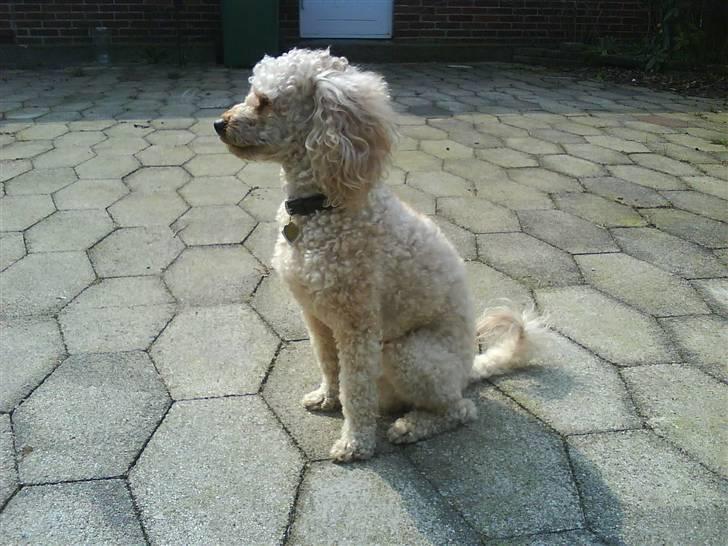 Mellempuddel Pluto billede 14