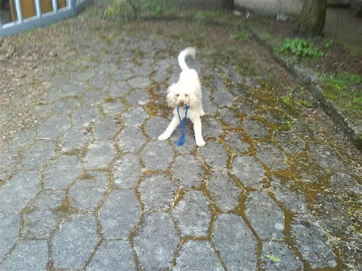 Mellempuddel Pluto billede 15