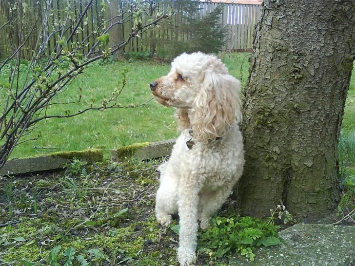 Mellempuddel Pluto billede 16