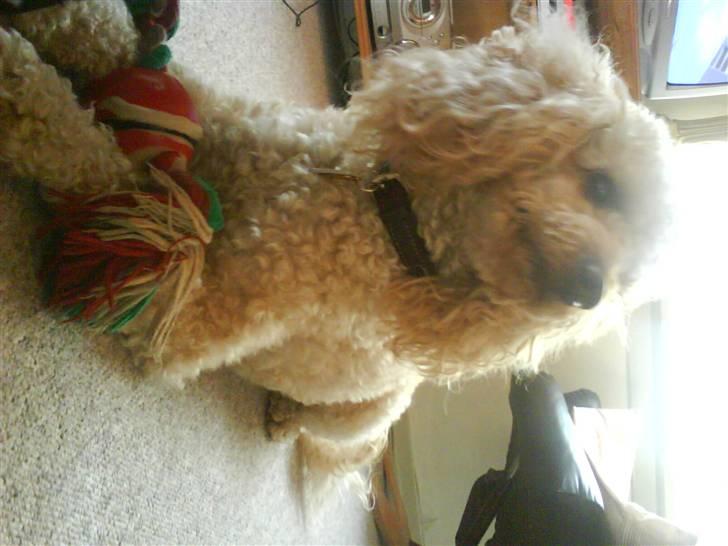 Mellempuddel Pluto billede 17