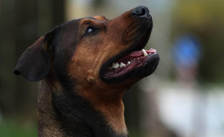 Blanding af racer Quila - 28-04-2010. 2 år og 3 måneder. billede 1