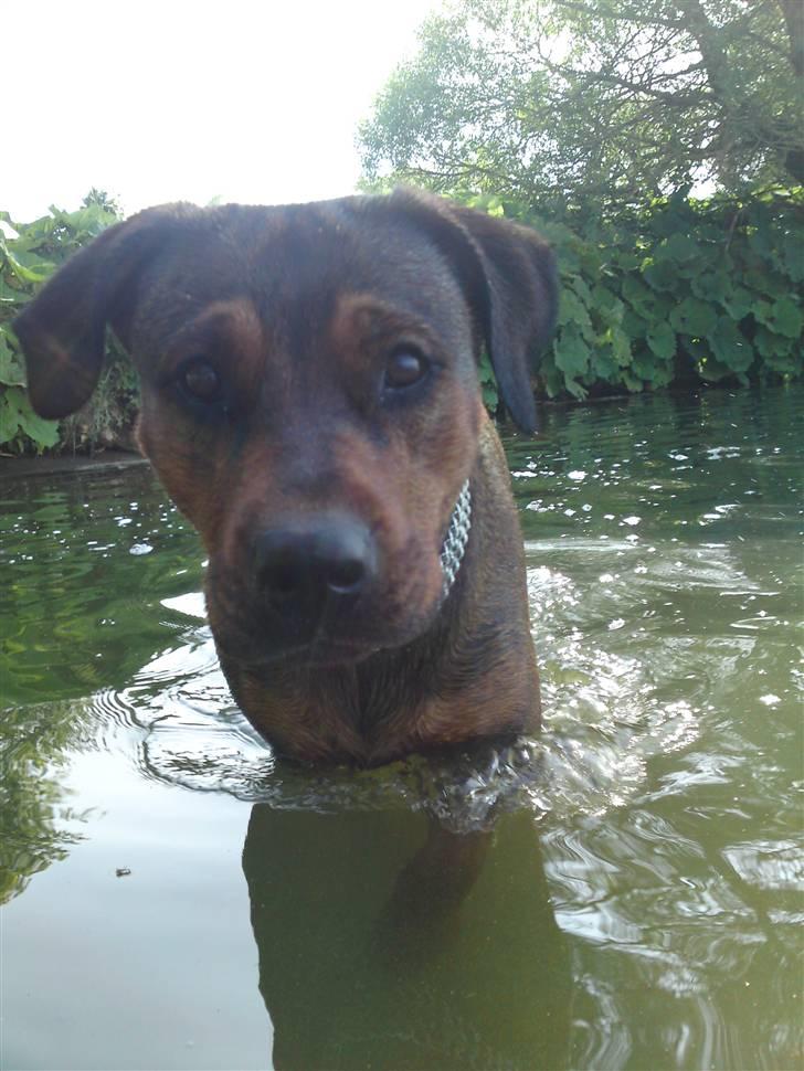 Blanding af racer Quila - Søndersø badning, min bedste ven. billede 17
