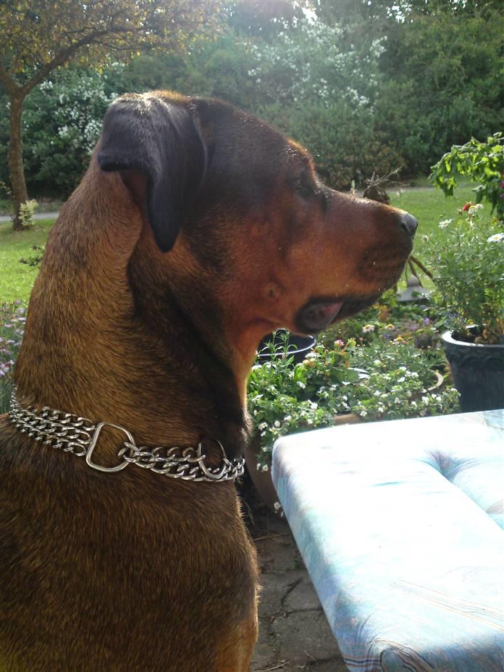 Blanding af racer Quila - En opmærksom hund, hos svigermor. billede 18