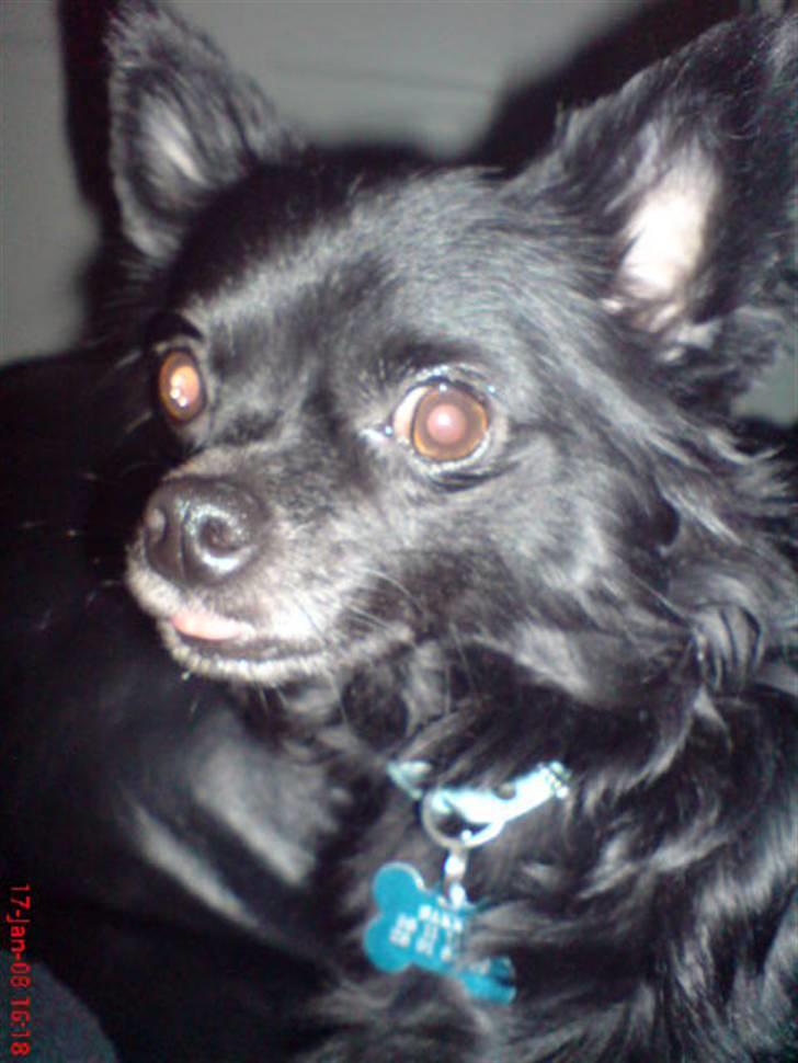 Chihuahua Birkedals Hej Du Lille billede 10