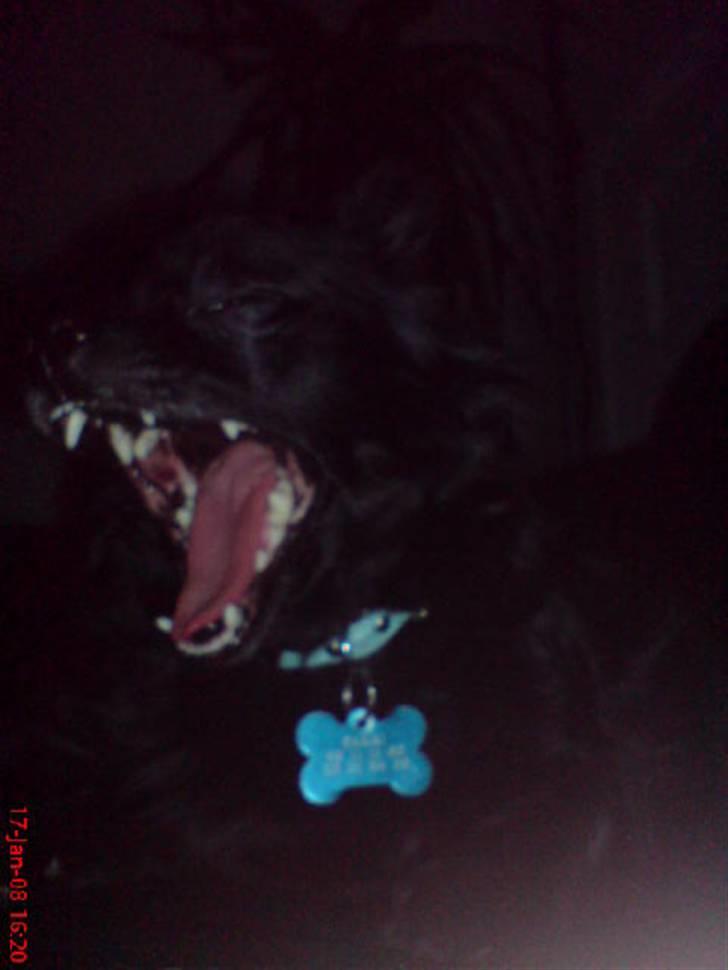 Chihuahua Birkedals Hej Du Lille billede 11