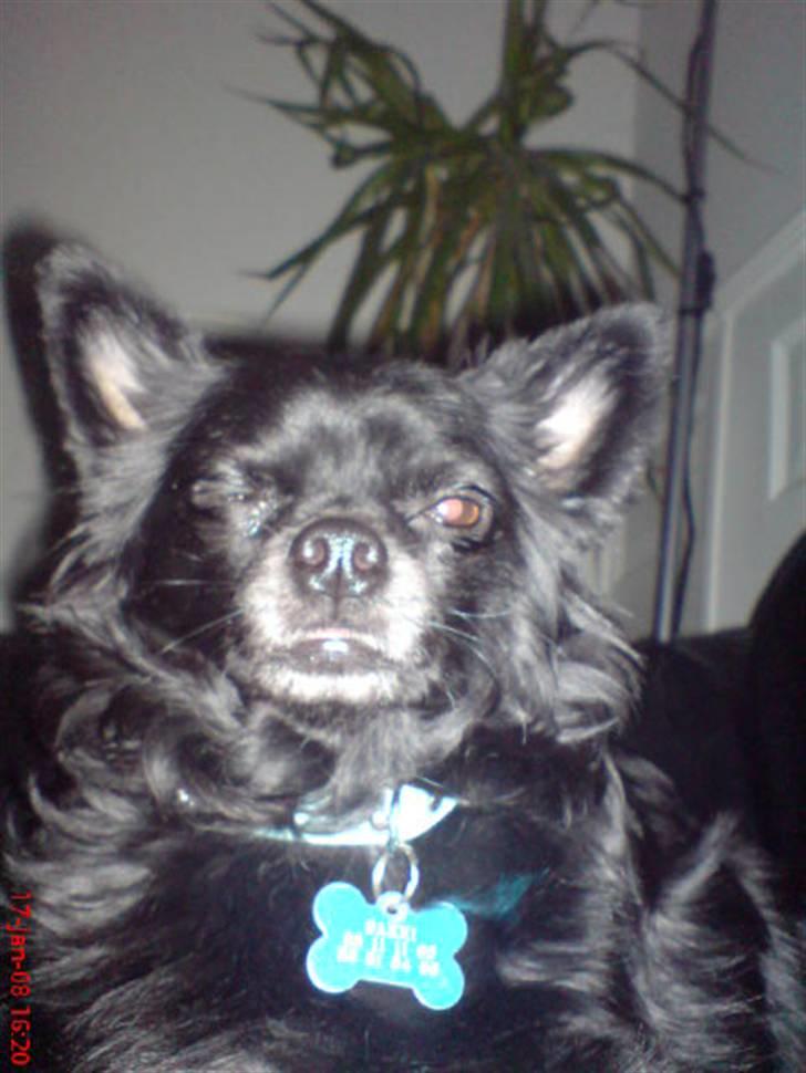 Chihuahua Birkedals Hej Du Lille billede 12