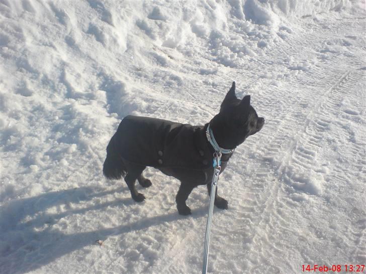 Chihuahua Birkedals Hej Du Lille billede 13