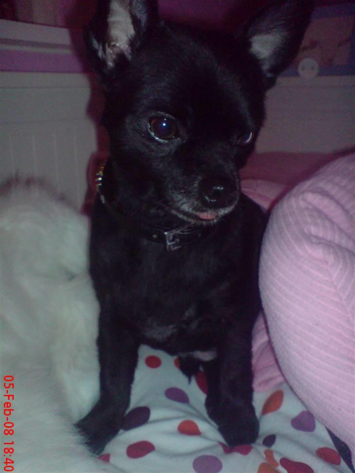 Chihuahua Birkedals Hej Du Lille billede 14