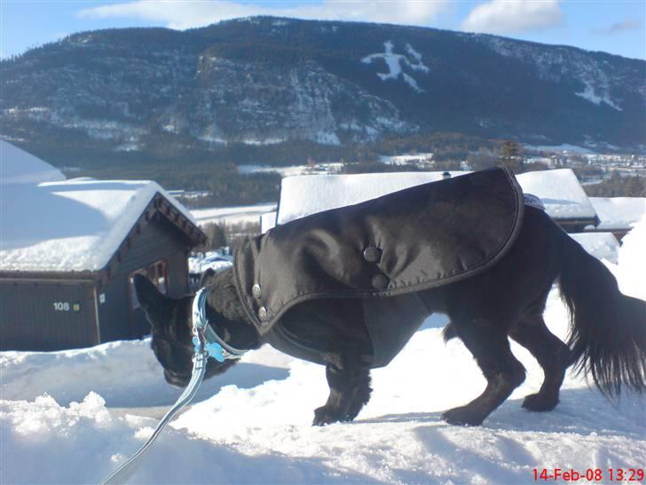 Chihuahua Birkedals Hej Du Lille billede 15