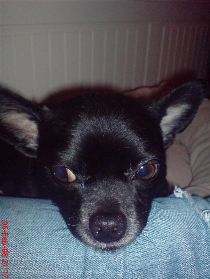 Chihuahua Birkedals Hej Du Lille billede 16