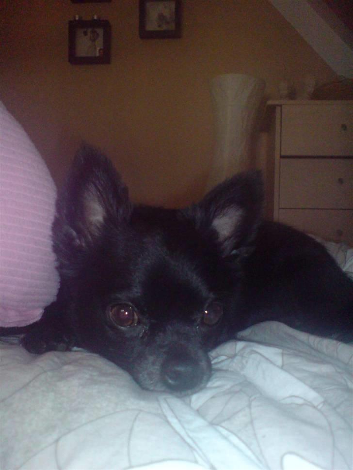 Chihuahua Birkedals Hej Du Lille billede 17