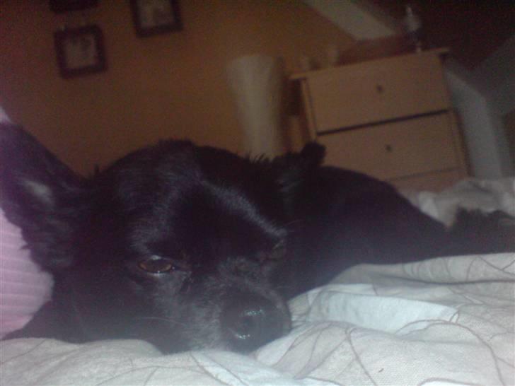 Chihuahua Birkedals Hej Du Lille billede 18