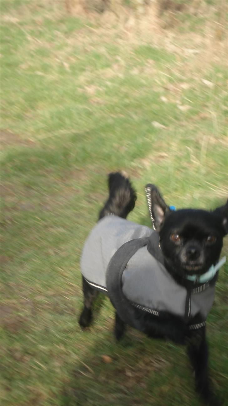 Chihuahua Birkedals Hej Du Lille billede 19