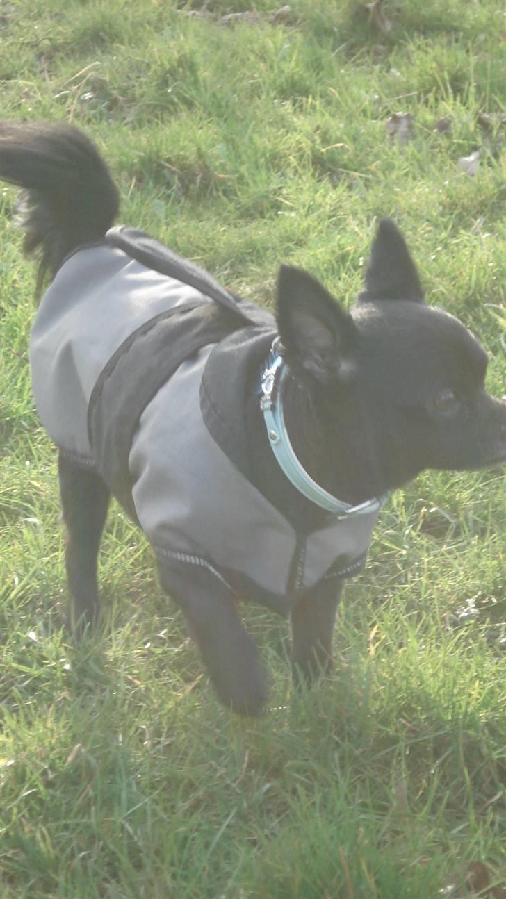 Chihuahua Birkedals Hej Du Lille billede 20