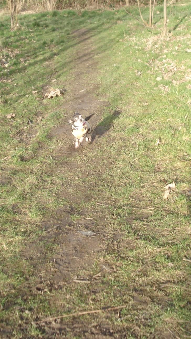 Chihuahua Amàlka billede 8