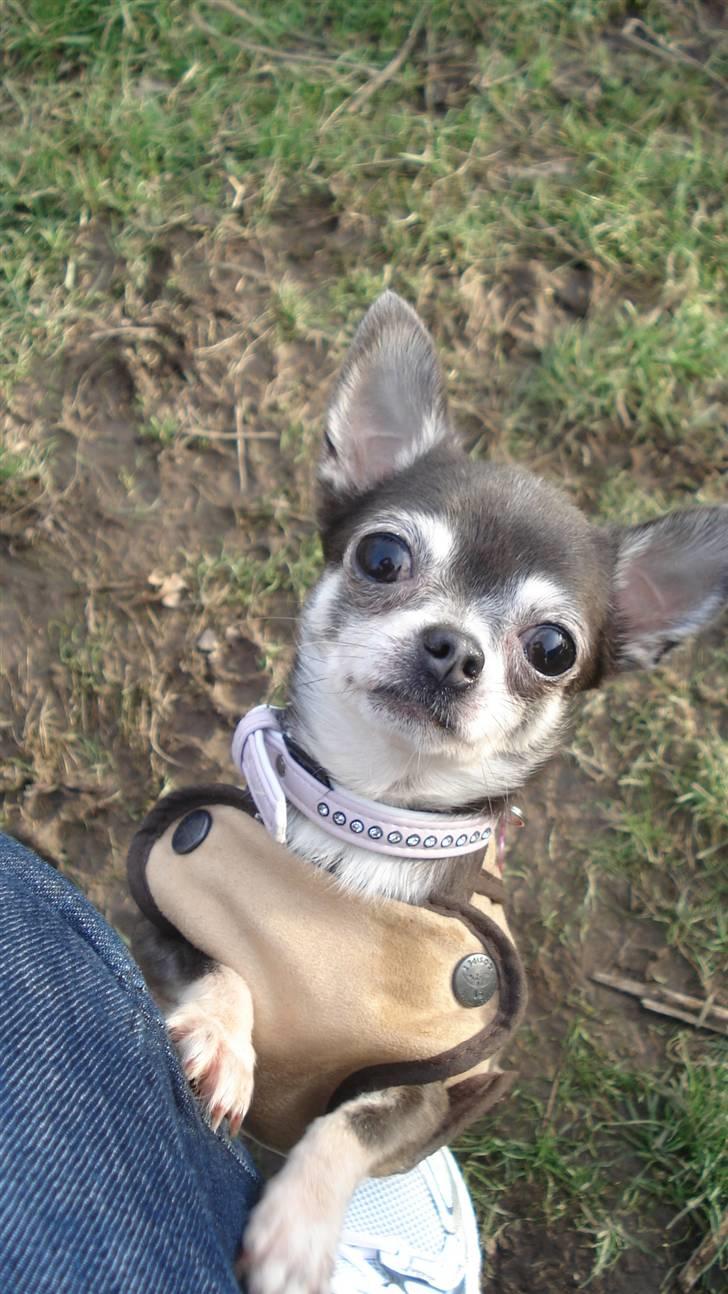 Chihuahua Amàlka billede 9