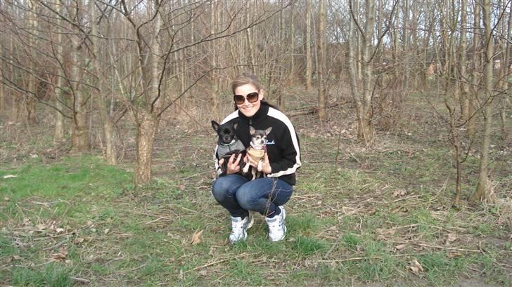 Chihuahua Amàlka billede 10