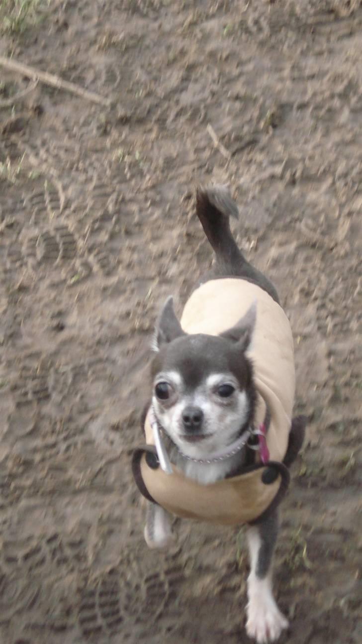 Chihuahua Amàlka billede 11