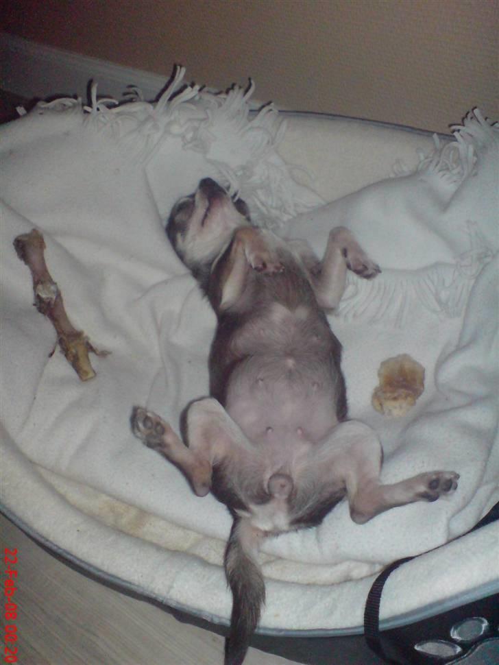 Chihuahua Amàlka billede 12