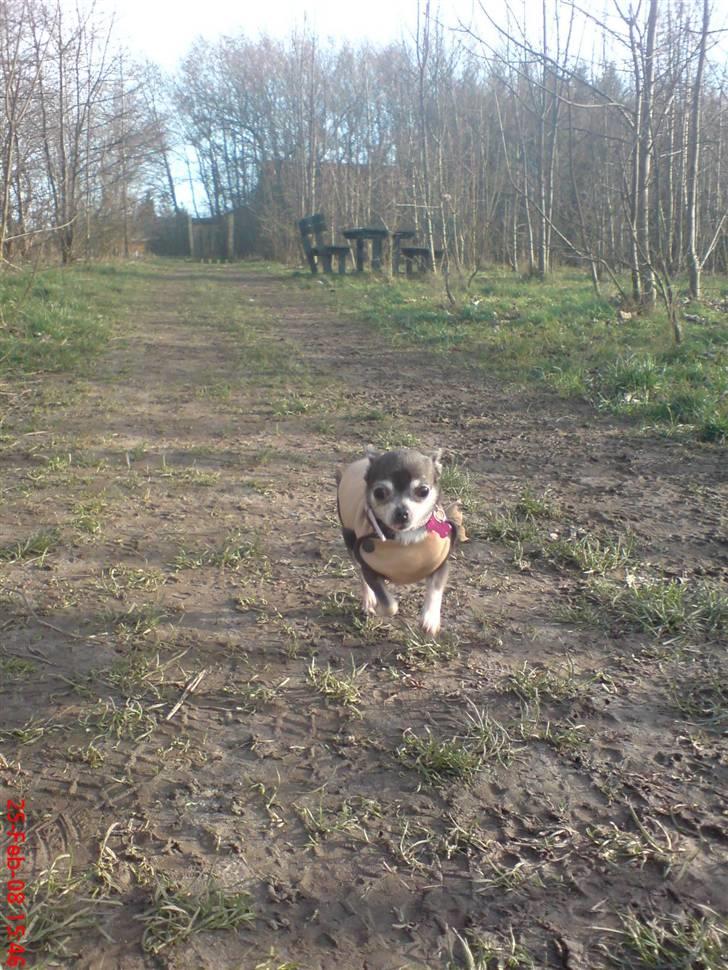 Chihuahua Amàlka billede 13