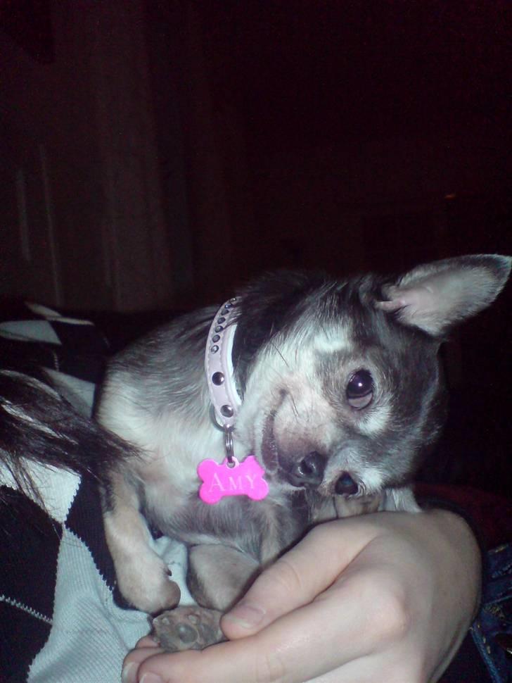 Chihuahua Amàlka billede 15