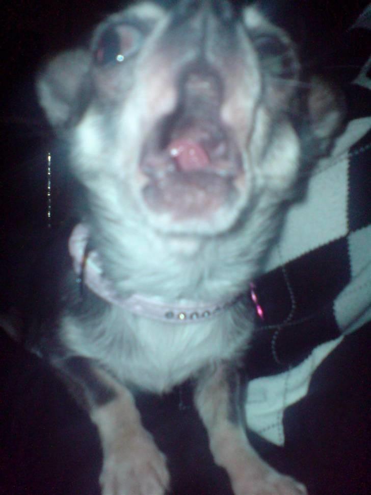 Chihuahua Amàlka billede 16