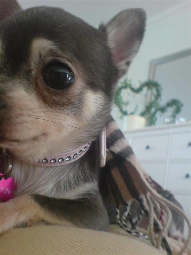 Chihuahua Amàlka billede 17