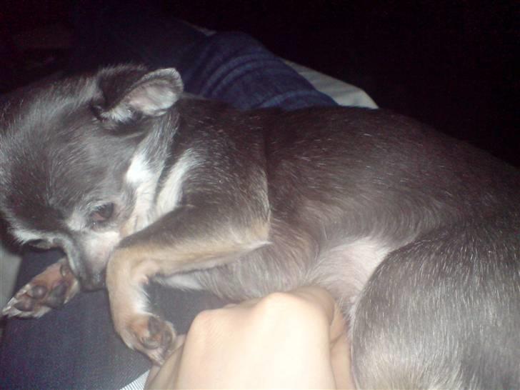 Chihuahua Amàlka billede 18