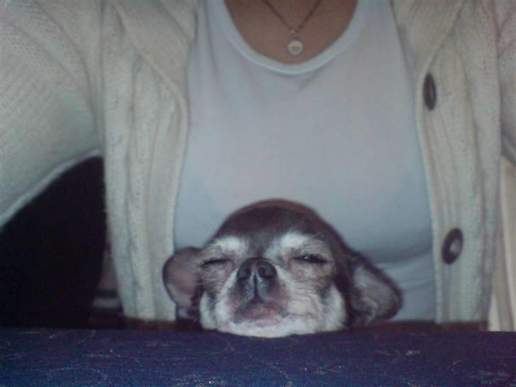 Chihuahua Amàlka billede 19