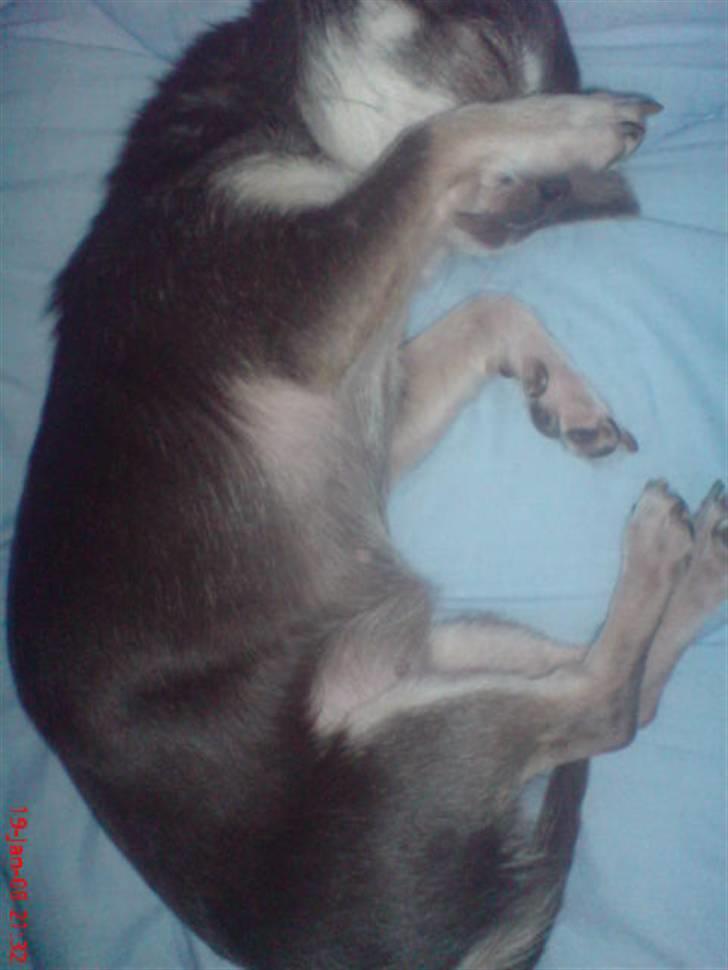 Chihuahua Amàlka billede 20