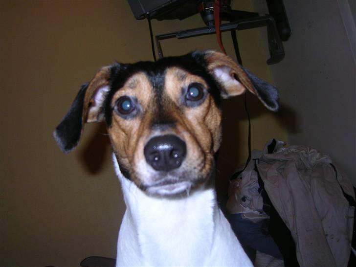 Dansk svensk gaardhund Speedy  billede 12