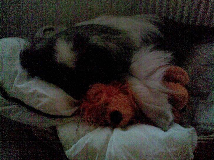 Pekingeser Gonzo billede 13