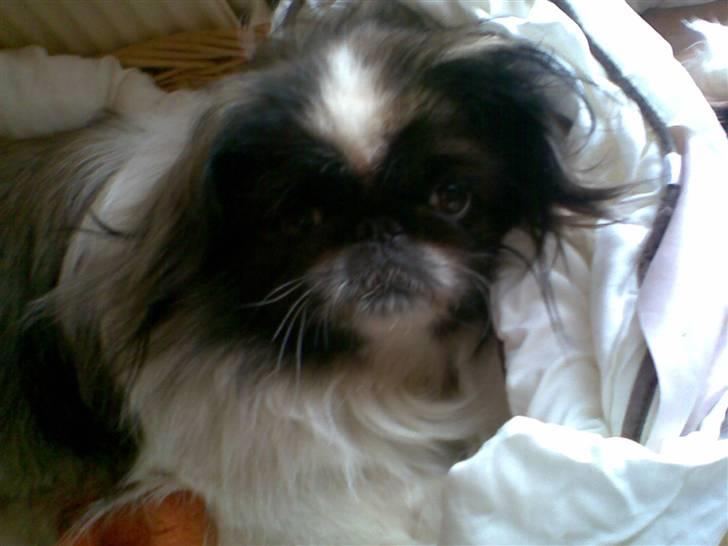 Pekingeser Gonzo billede 14