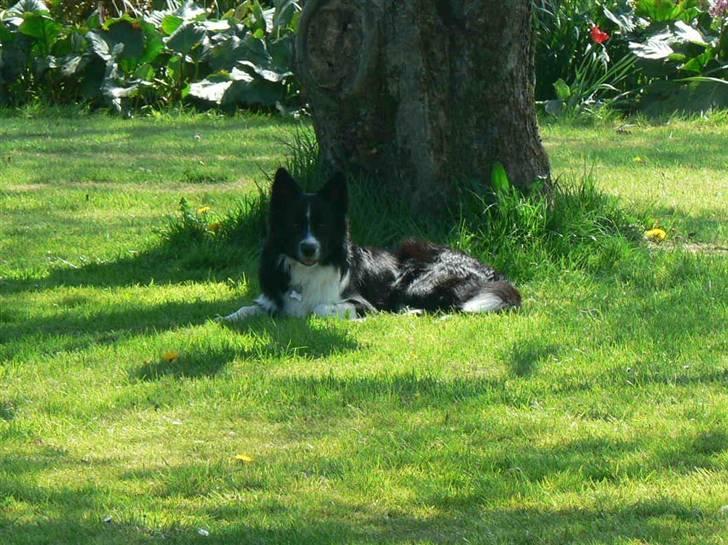 Blanding af racer Buster billede 2