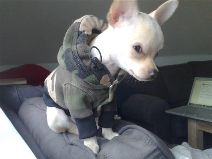 Chihuahua Milou - Milou spiller cool gangster (mangler guldkæden) :) billede 5