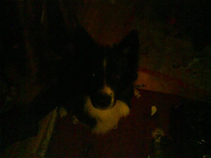 Blanding af racer Buster billede 3