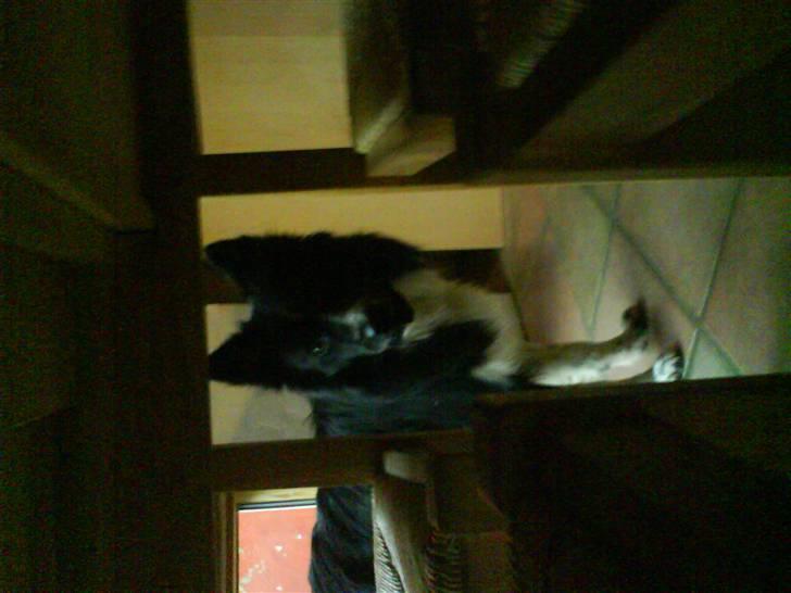 Blanding af racer Buster billede 4