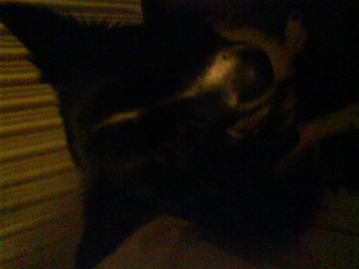 Blanding af racer Buster billede 5