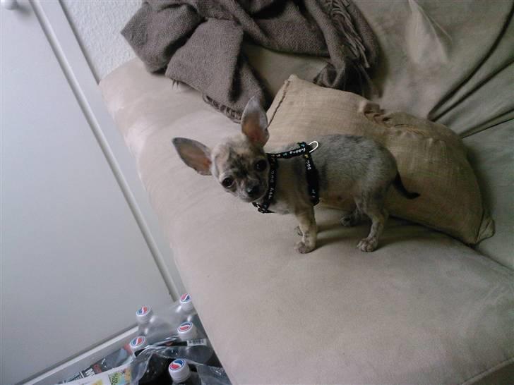 Chihuahua Pino R.I.P billede 6