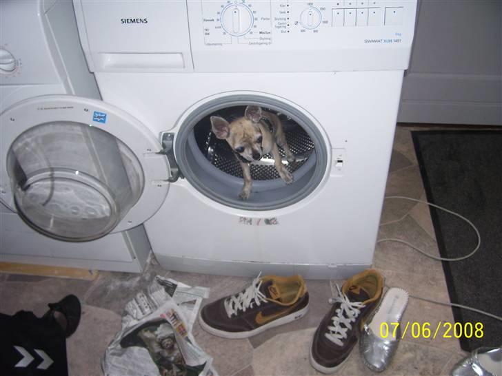 Chihuahua Pino R.I.P - Jeg prøver lige og overmande min taske... Puuuh hvor er jeg stærk! billede 7